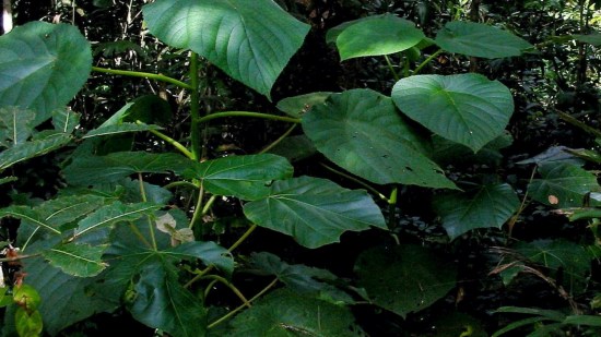 Gimpi, planta