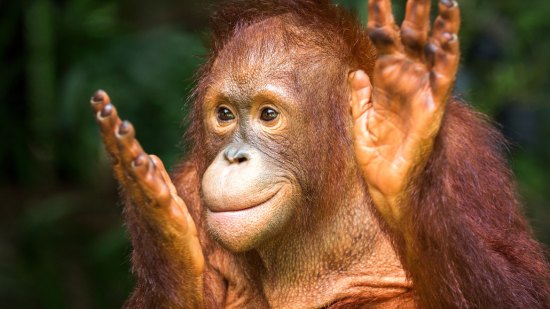 orangután