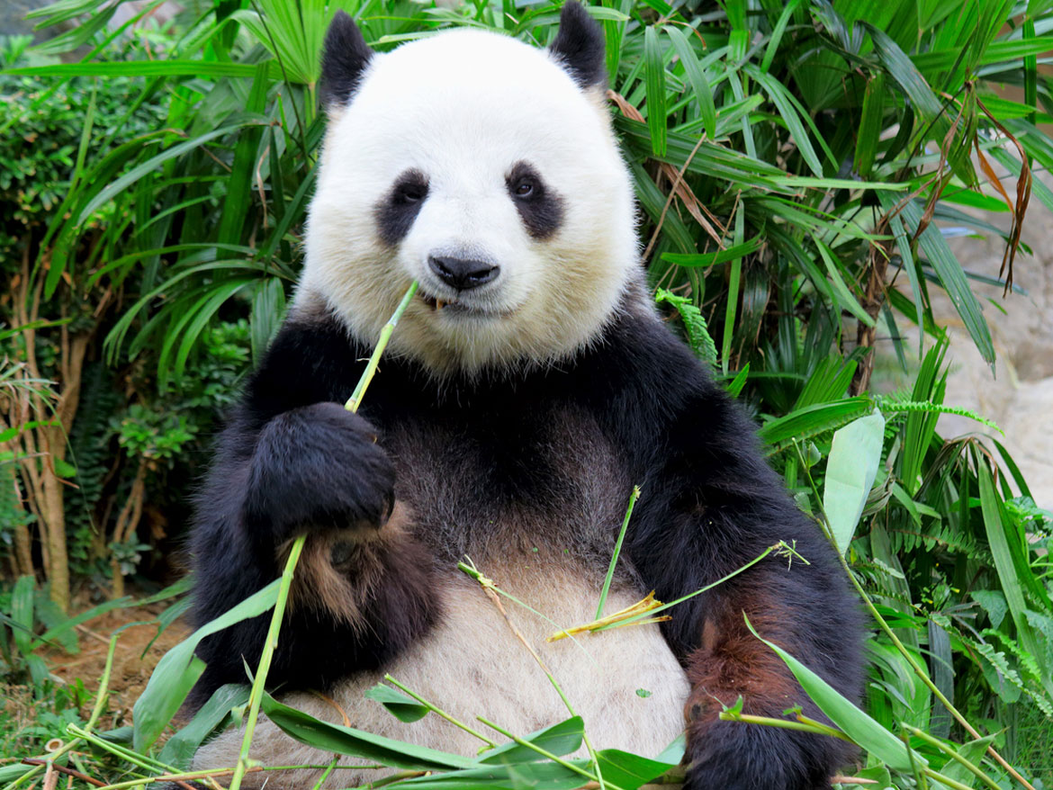 oso panda