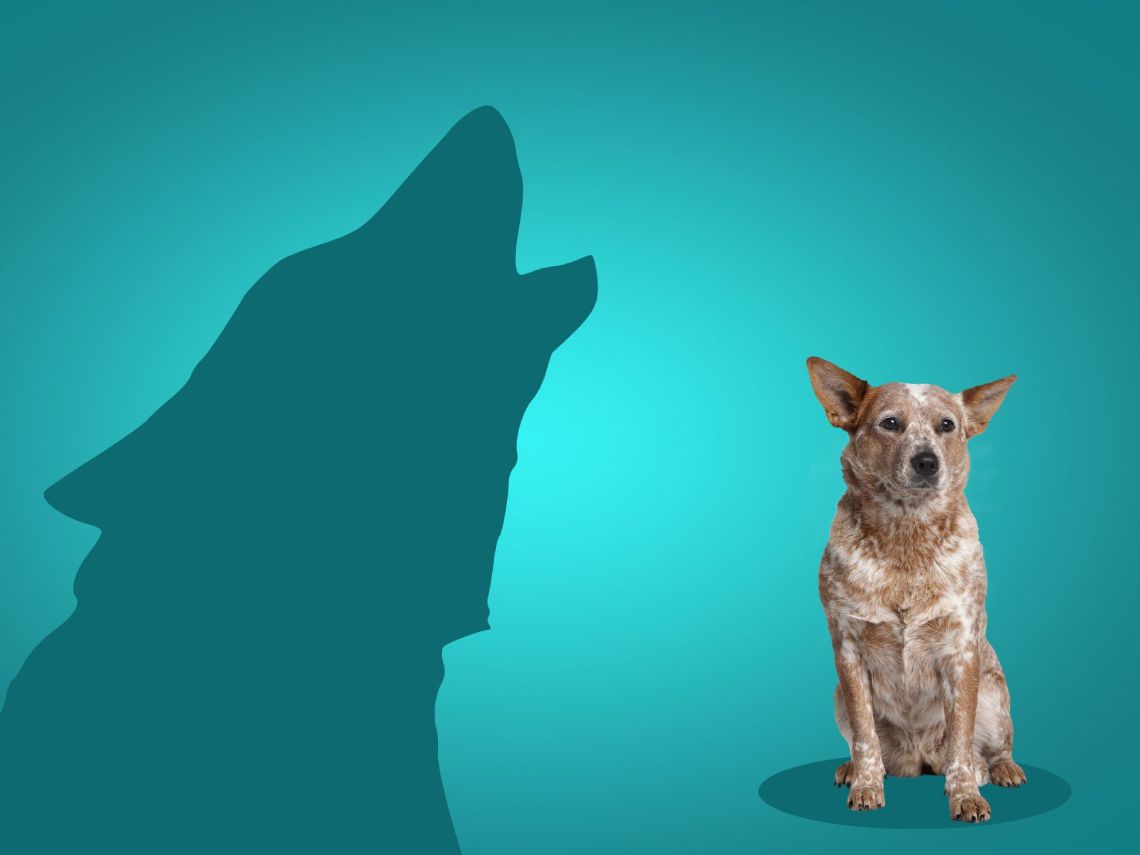 Perro con la sombra de un lobo
