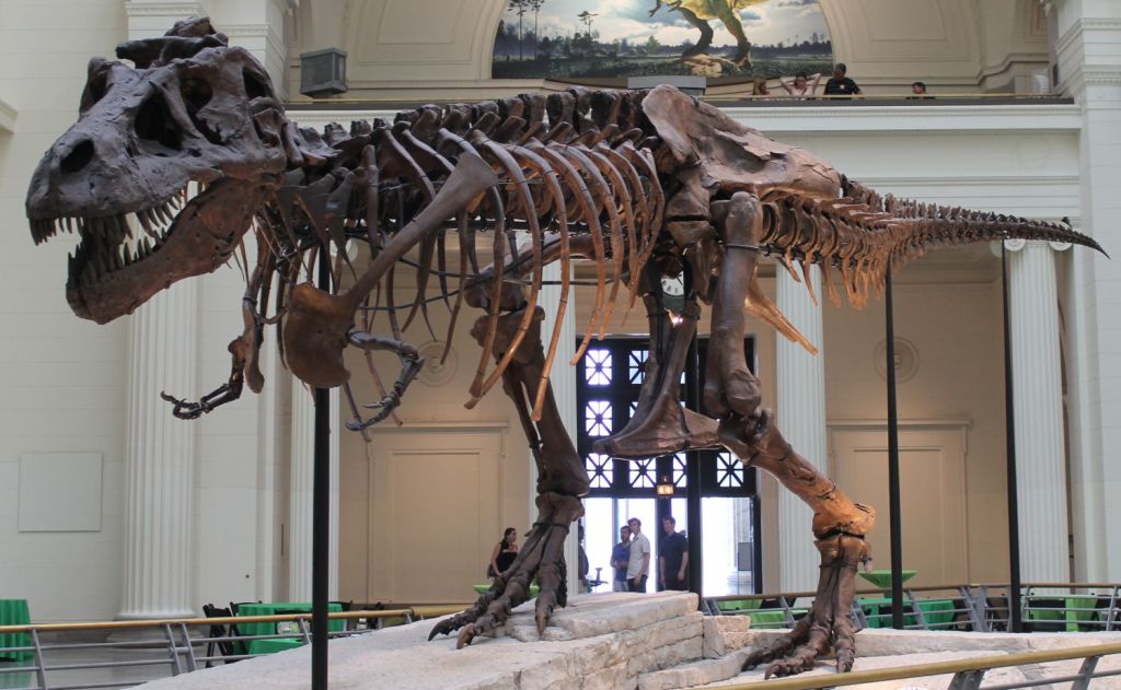 Fósiles de Tyrannosaurus Rex.