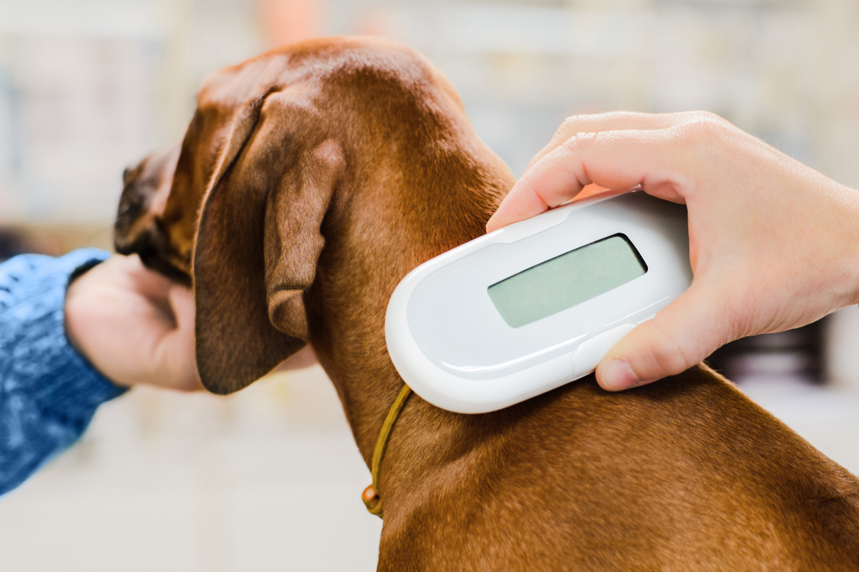 perro con microchip