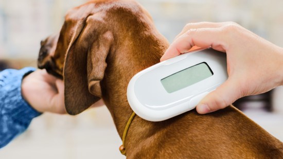 perro con microchip