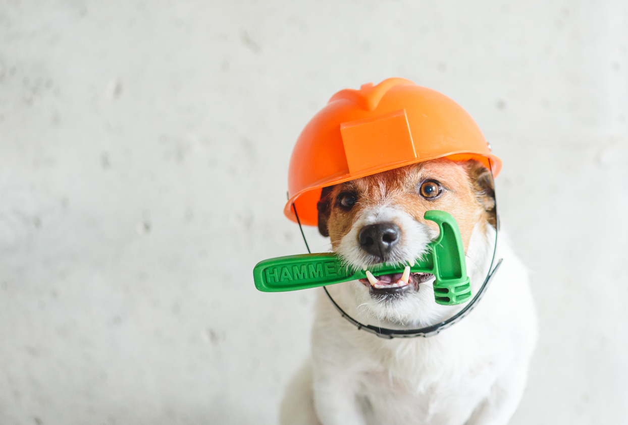 perro con casco