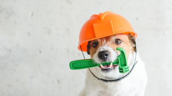 perro con casco
