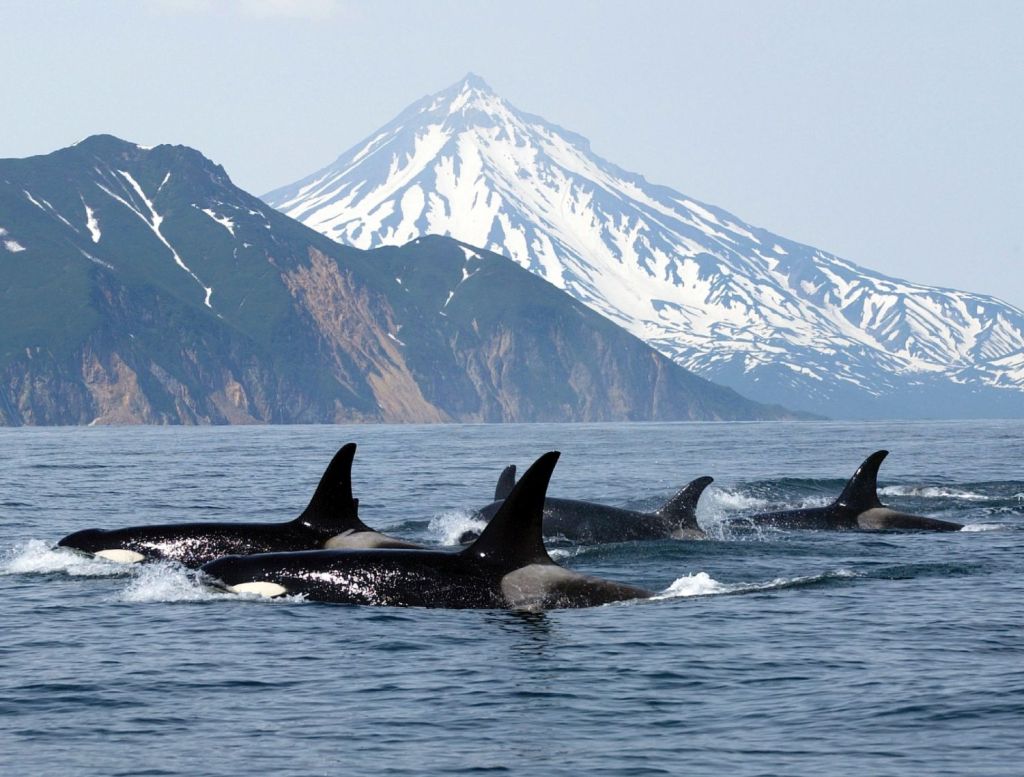 La plasticidad comunicativa de las orcas favorece su cohesión social.