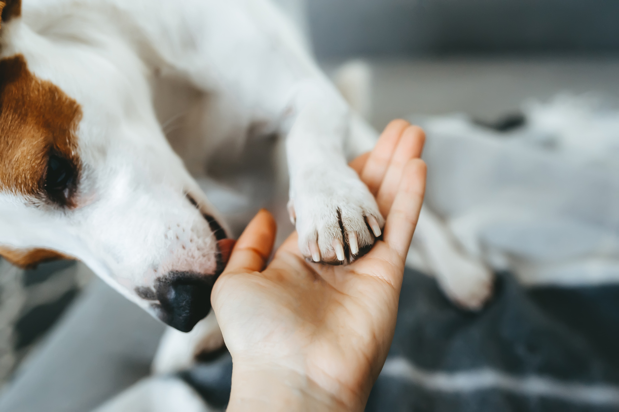 perro lamiendo pata