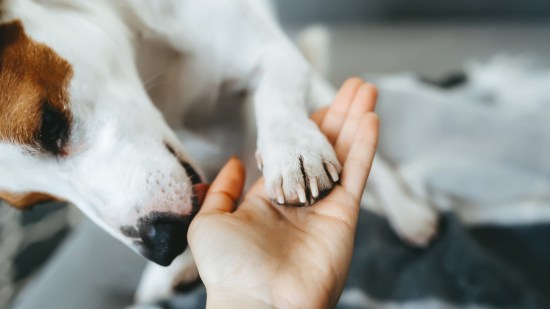 perro lamiendo pata