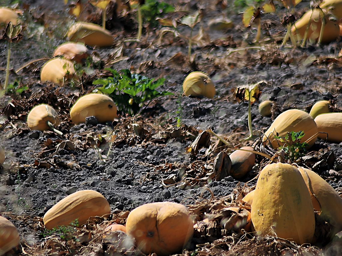 Agricultura