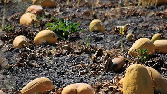 Agricultura