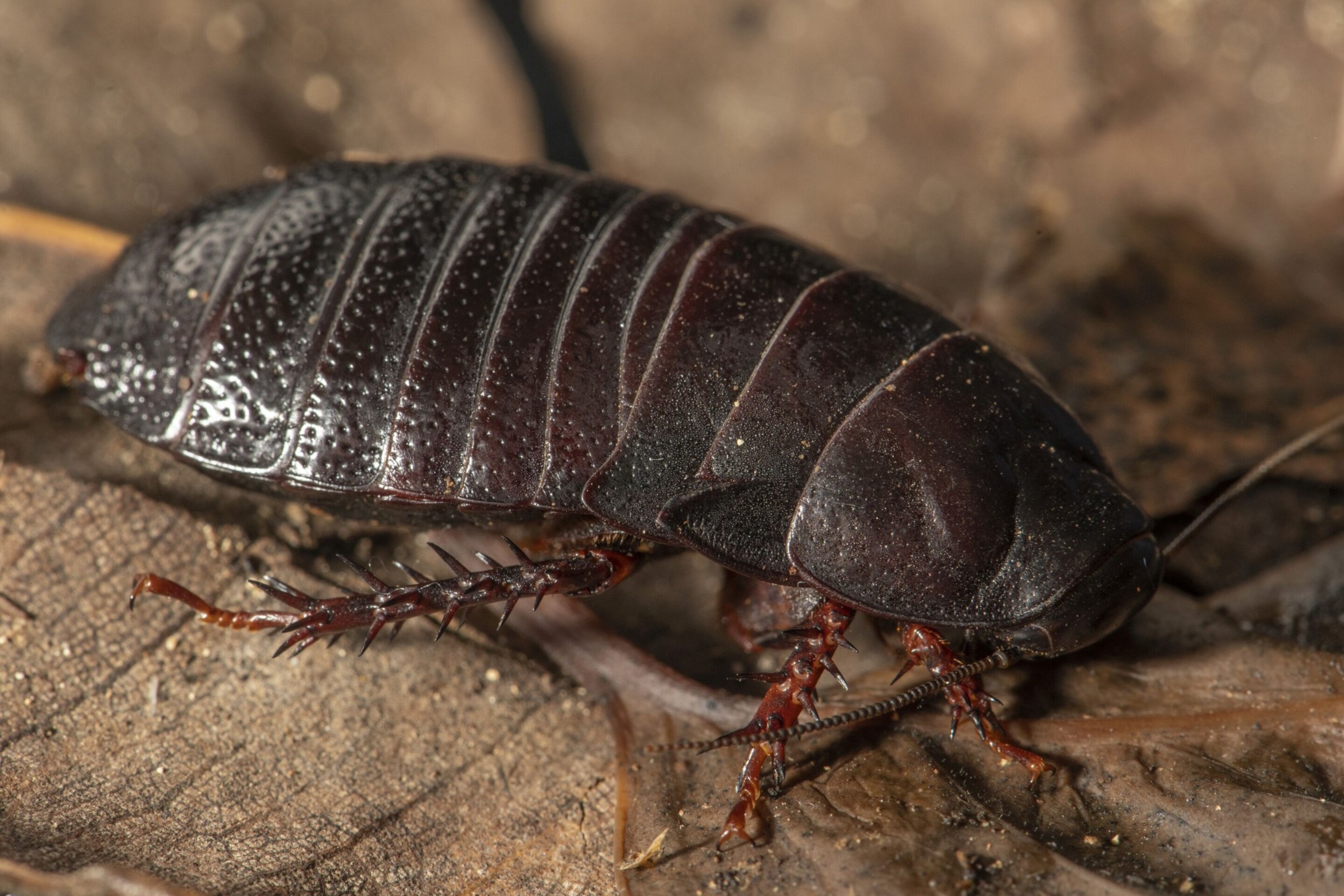 cucaracha-extinta