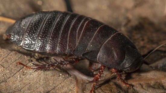 cucaracha-extinta