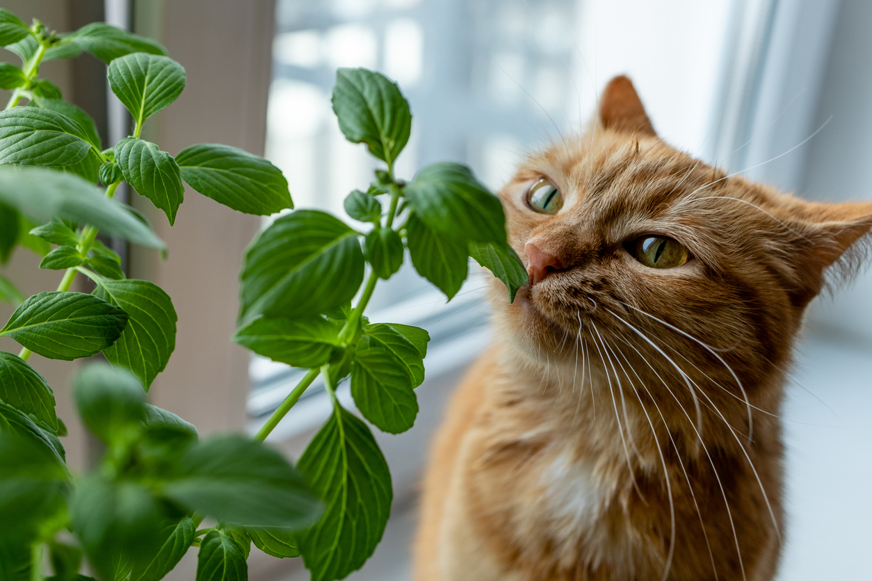 gato