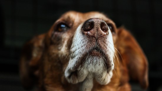 perro