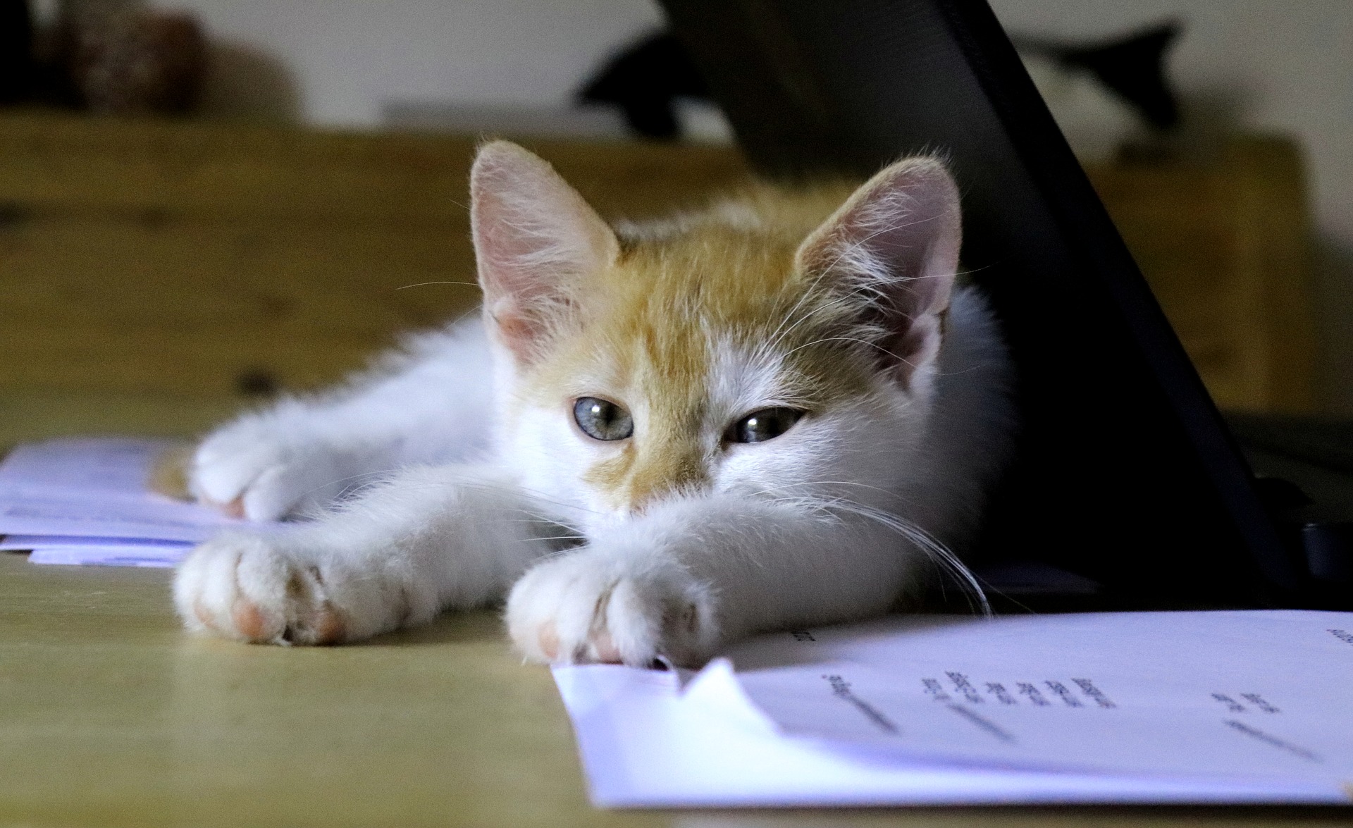 gato encima del ordenador