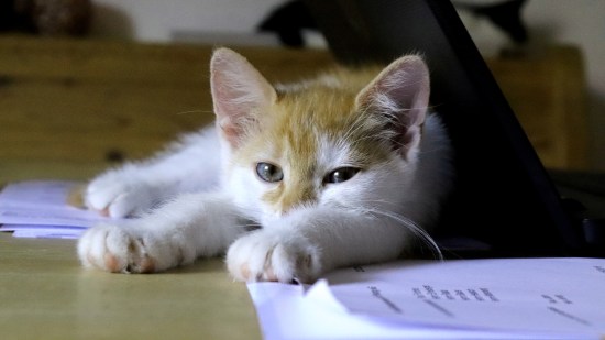 gato encima del ordenador