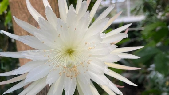 moonflower-florece