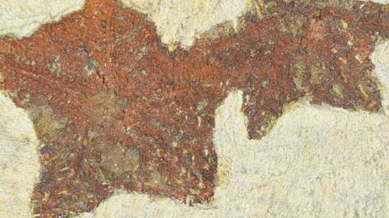 estrella de mar