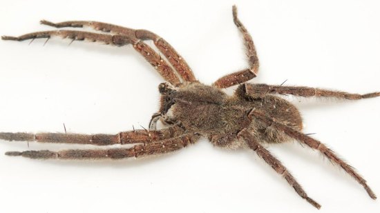 araña