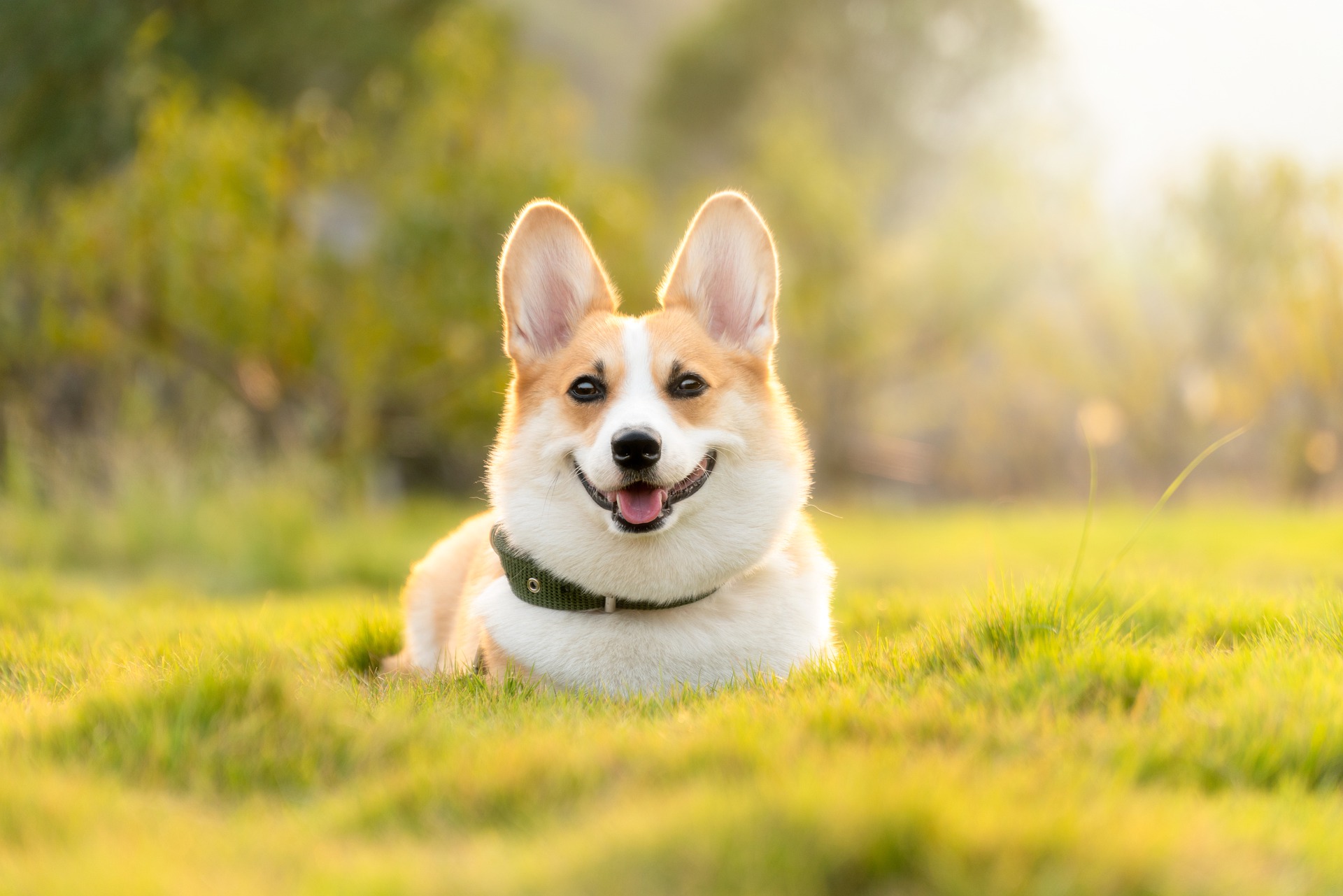 perro en la naturaleza