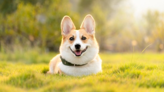 perro en la naturaleza