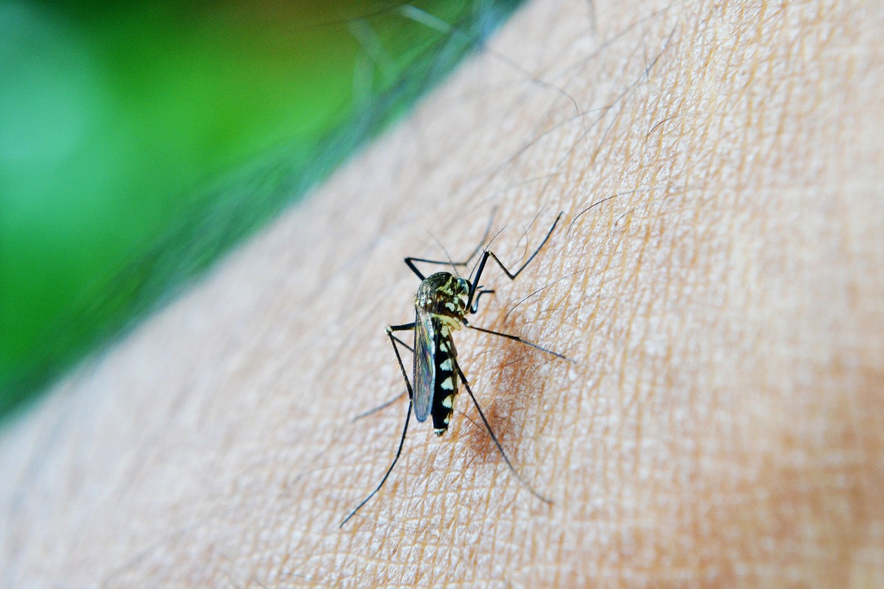picadura insecto