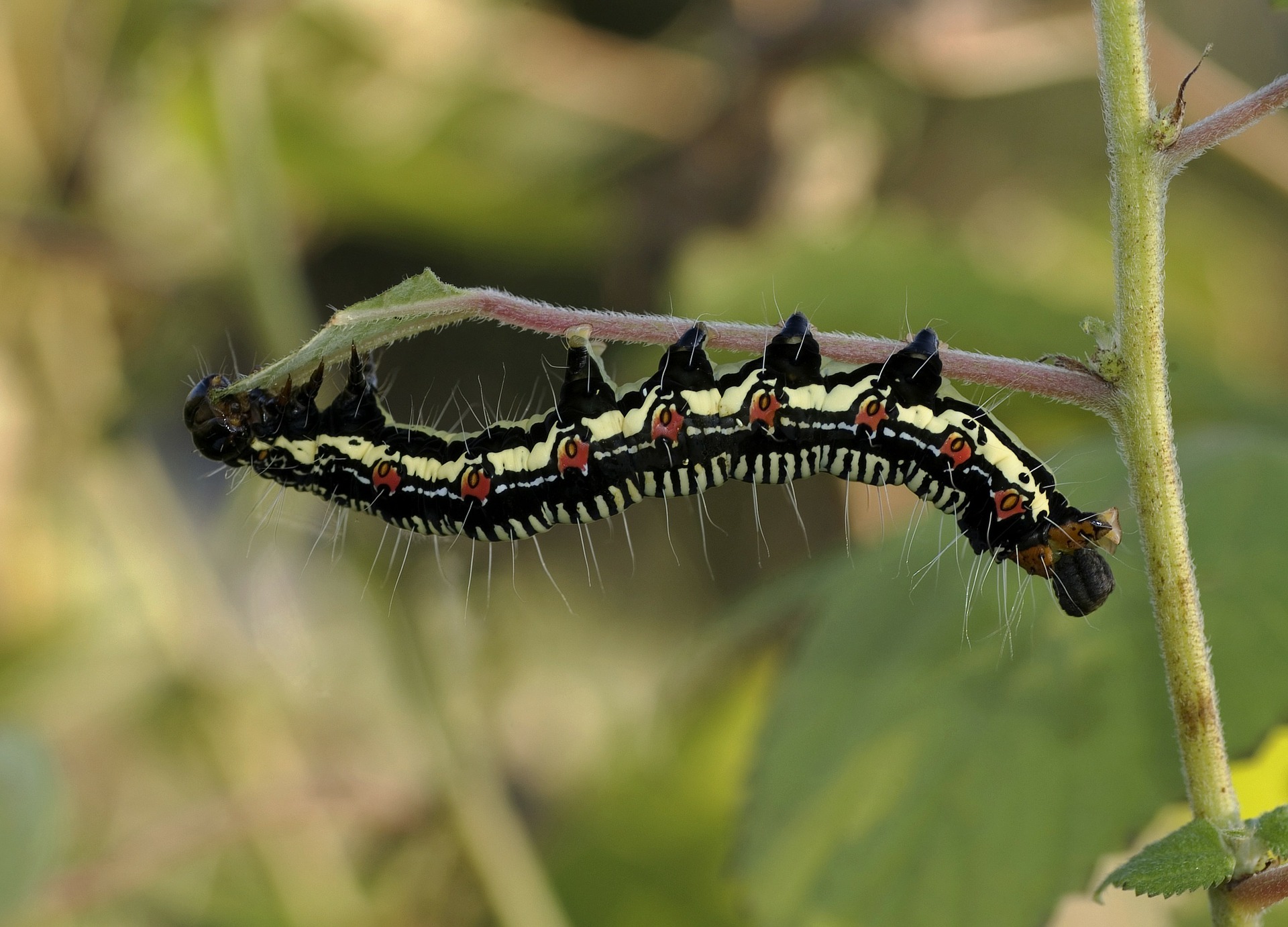 oruga