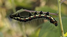 oruga