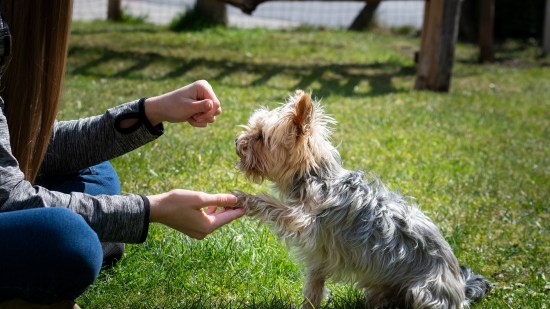 perro