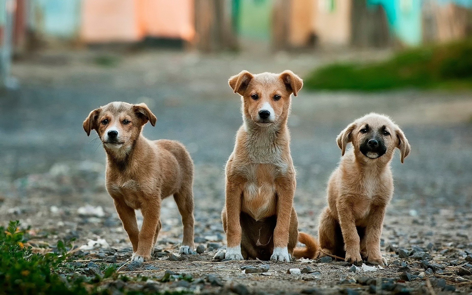 tres perros