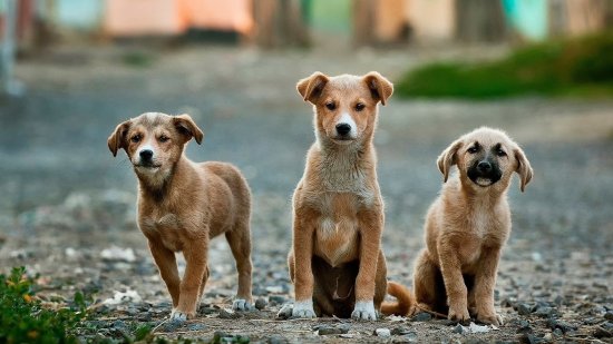 tres perros