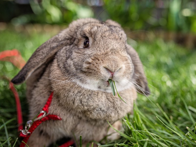 Juguetes para que los conejos hagan ejercicio