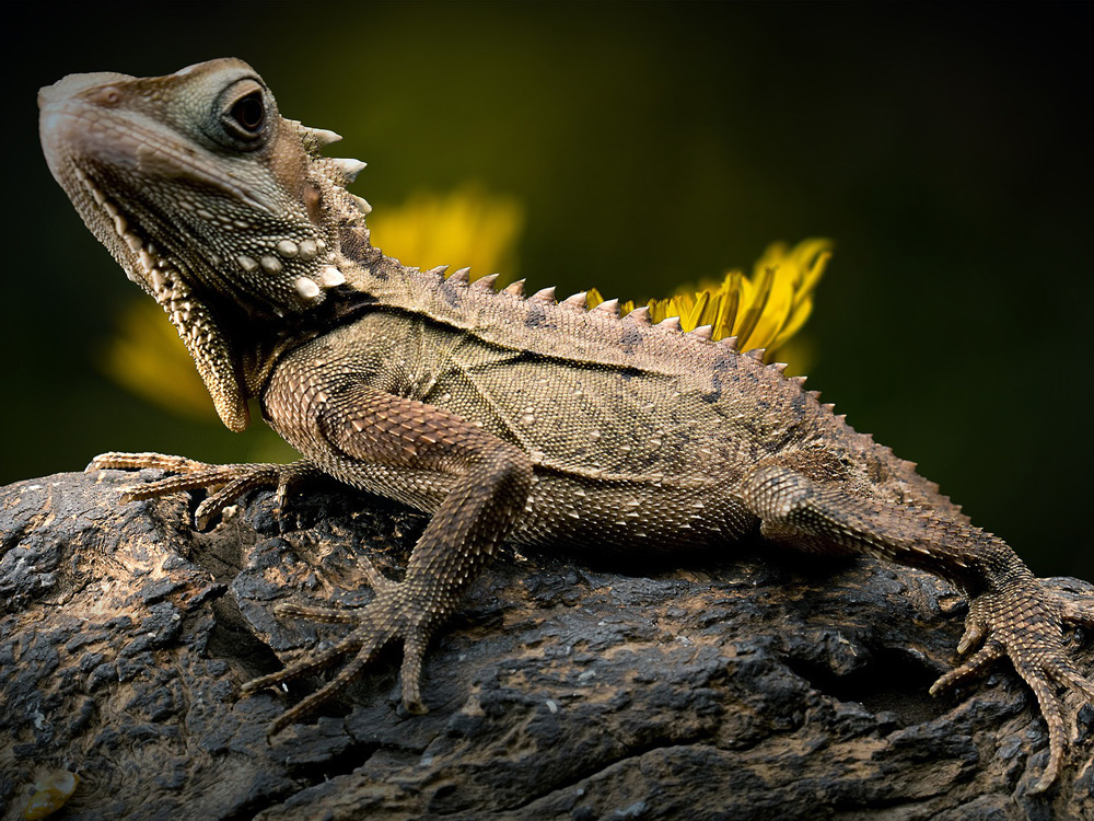 Reptil en una rama