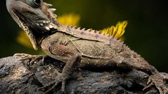 Reptil en una rama