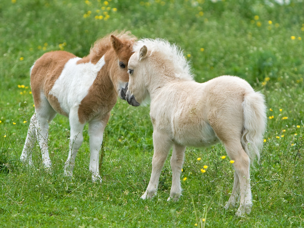 Potros falabella
