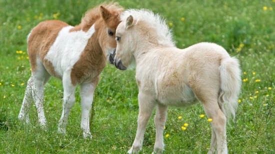 Potros falabella