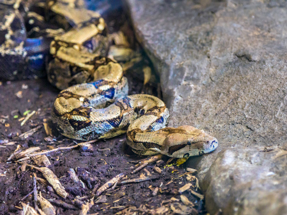 Boa constrictor de cola roja