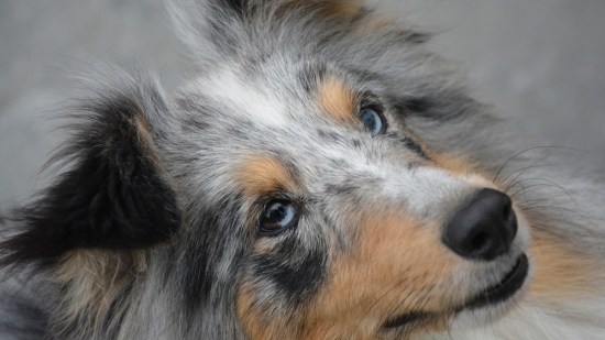 Perro con los ojos azules