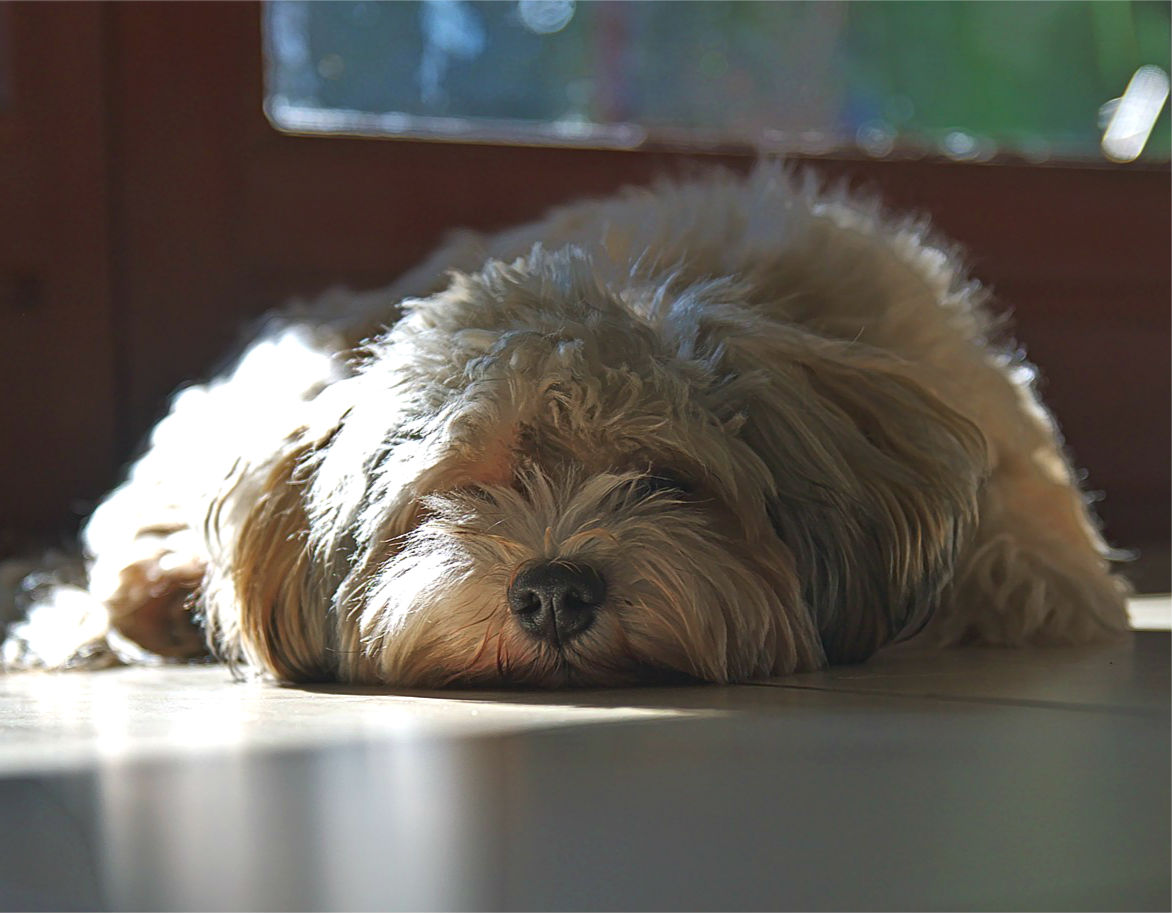 perro aburrido