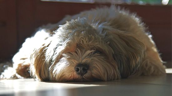 perro aburrido