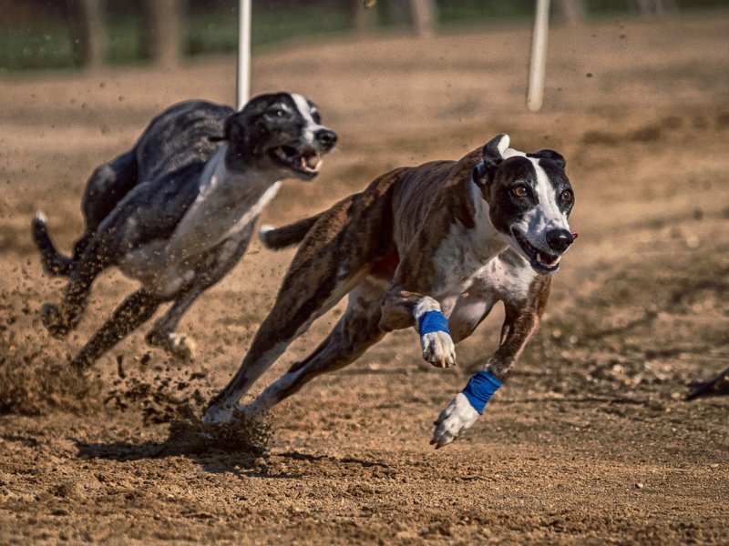 Carrera de galgos