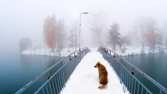 perro-nieve