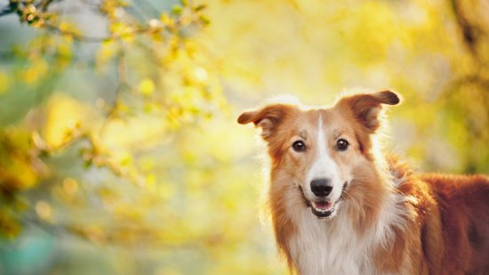 Perro en jardín