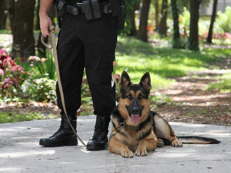 Perro policía pastor alemán