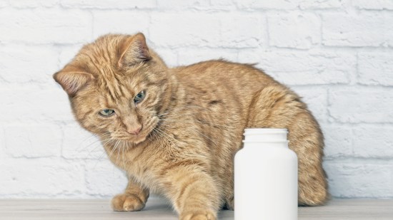 Gato naranja delante de un bote de pastillas