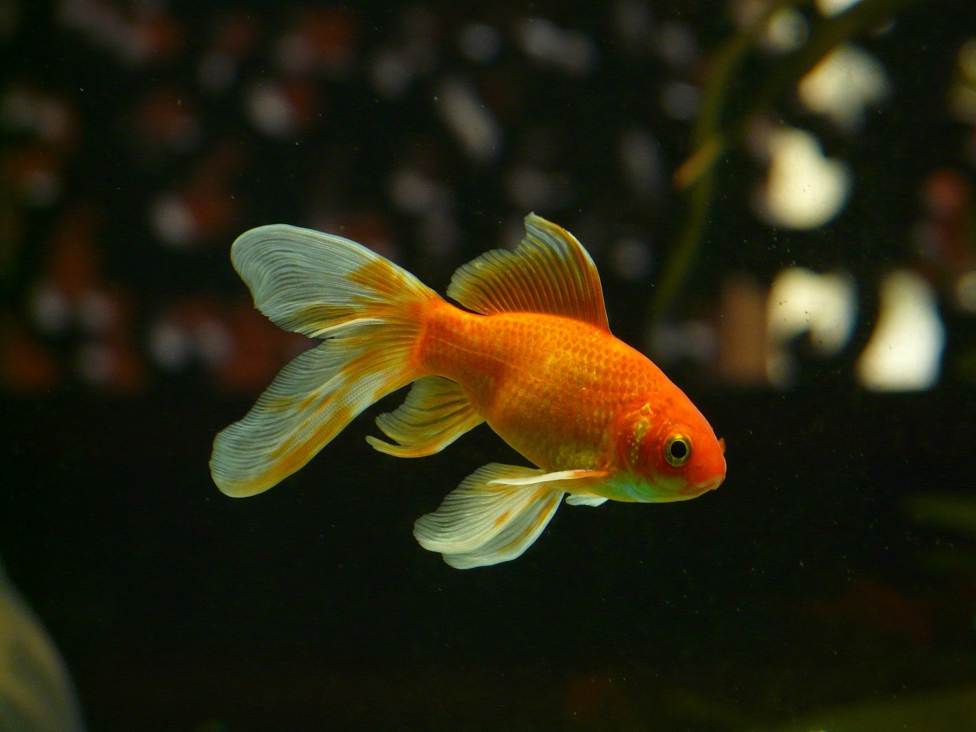 peces de colores