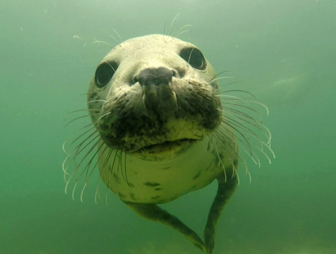 foca-aplaudiendo