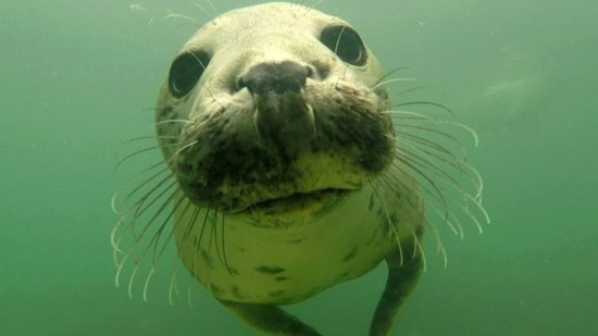 foca-aplaudiendo