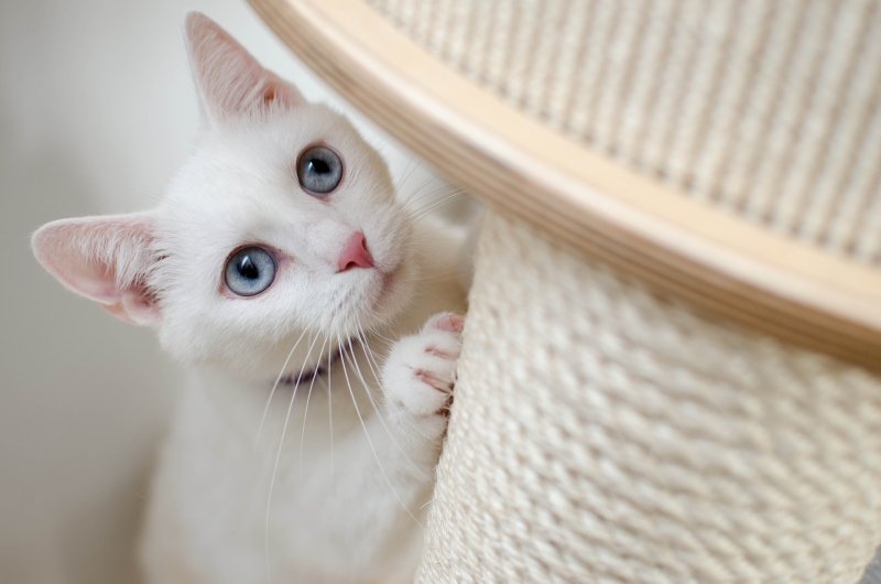 gato blanco