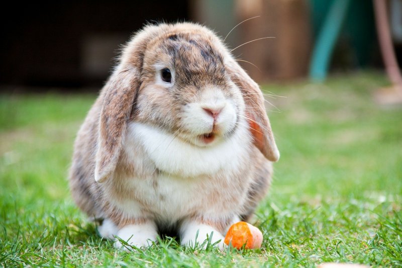 conejo